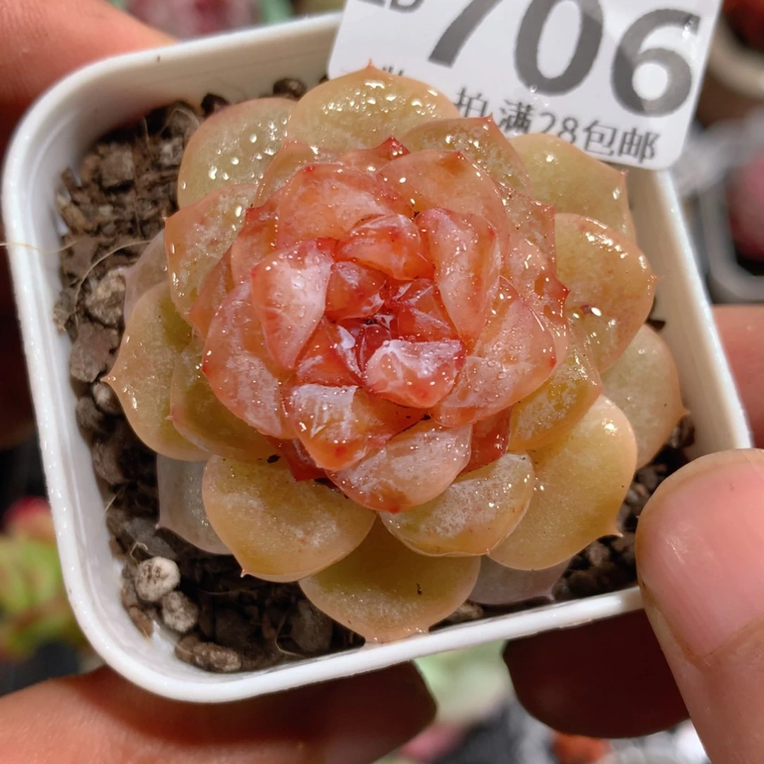 5CM拇指盆精控多肉ZD706