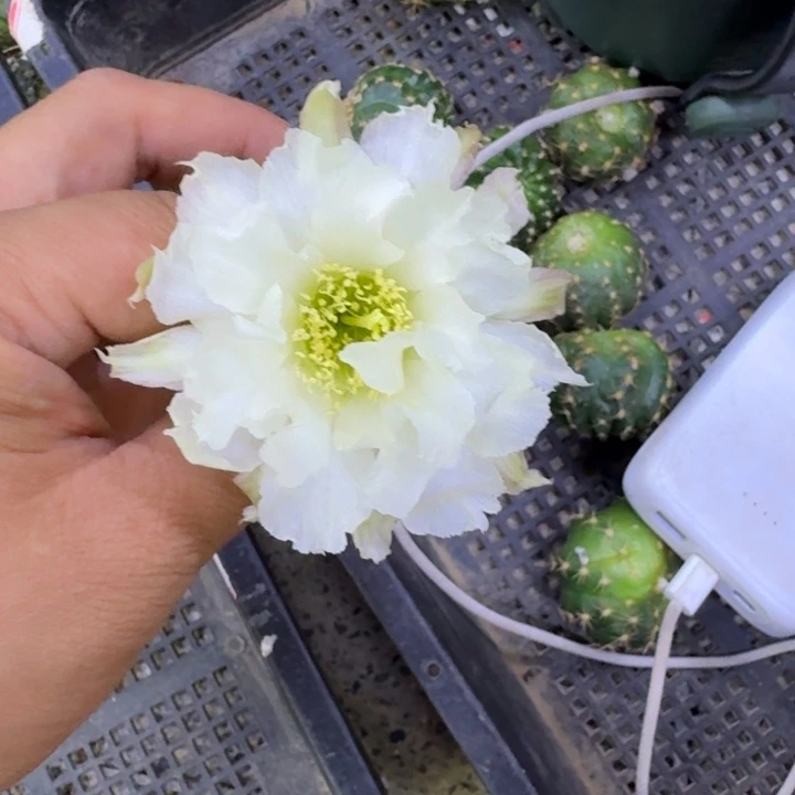 311丽花64歪无根侧牙3公分左右，20包邮