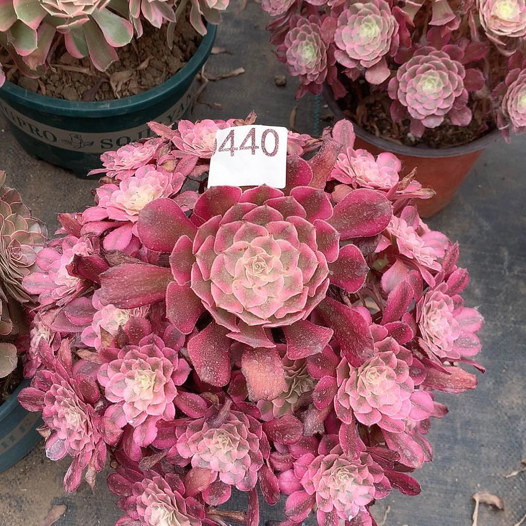 440.红铜白多肉植物