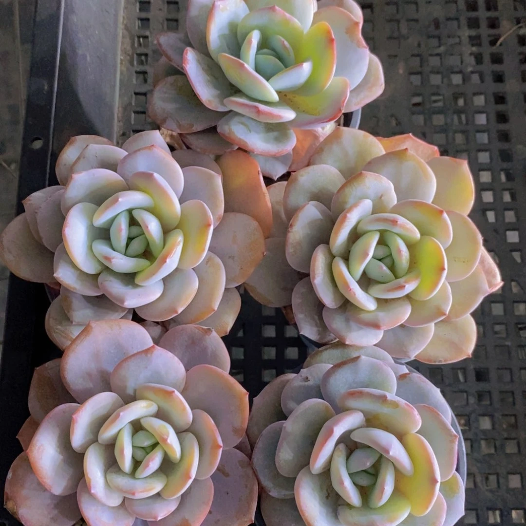 59-精品母本韩版奶茶单头一个