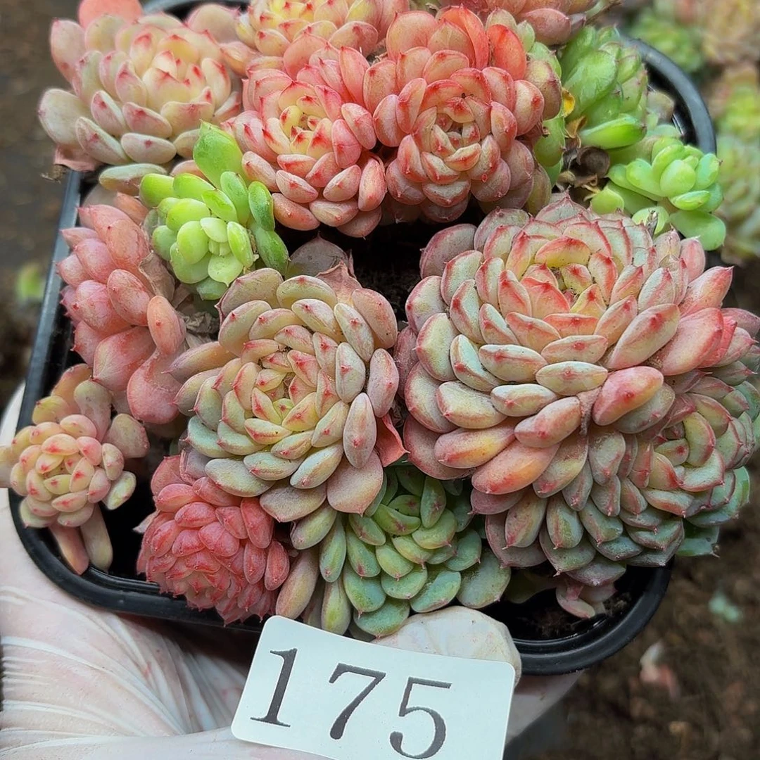 多肉植物多肉植物175