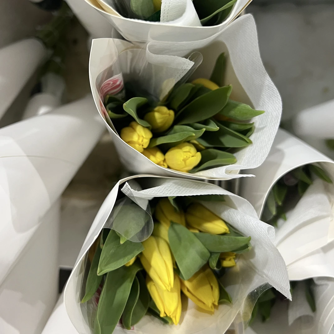 A级品质紫色郁金香