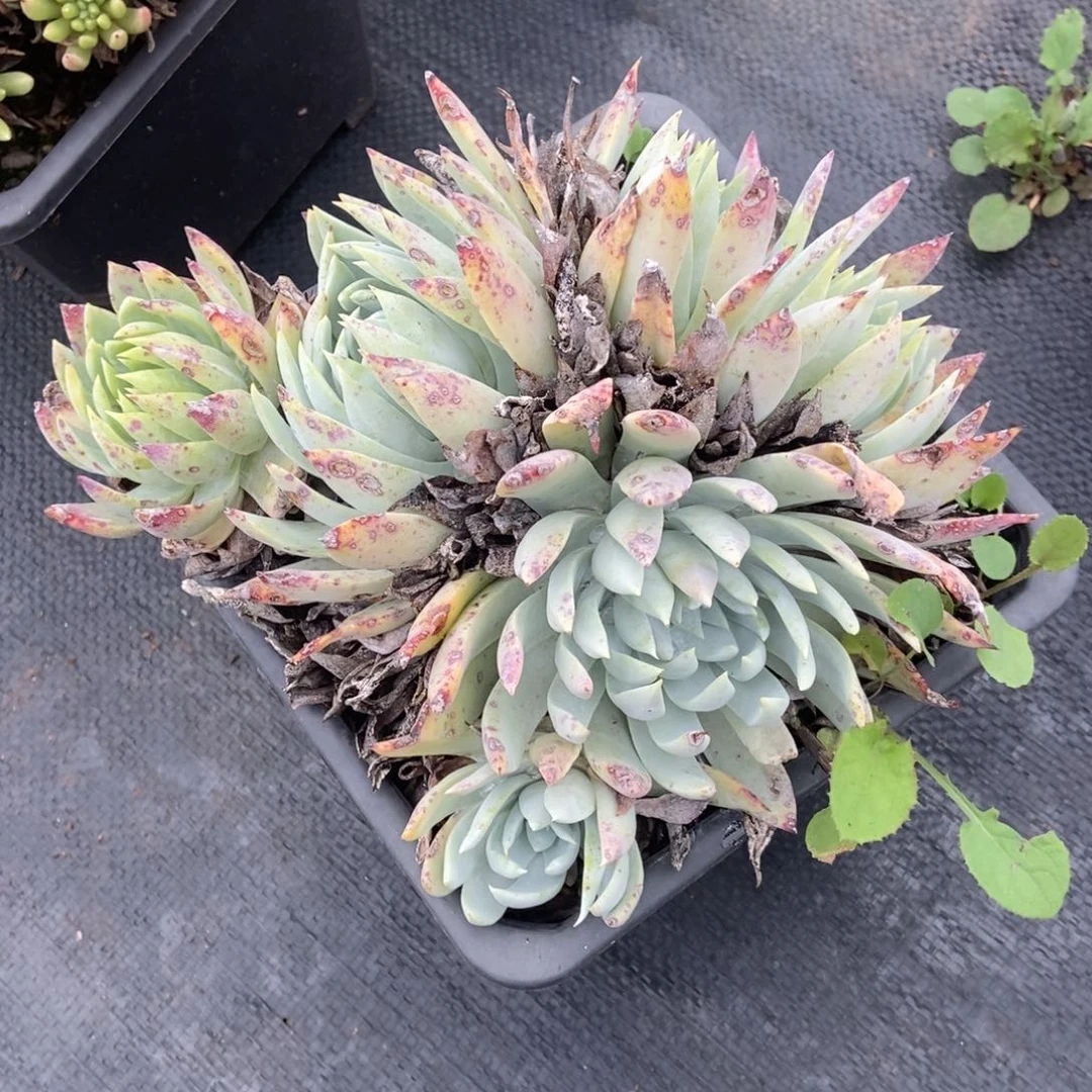 红***衣福利多肉植物啦啦啦