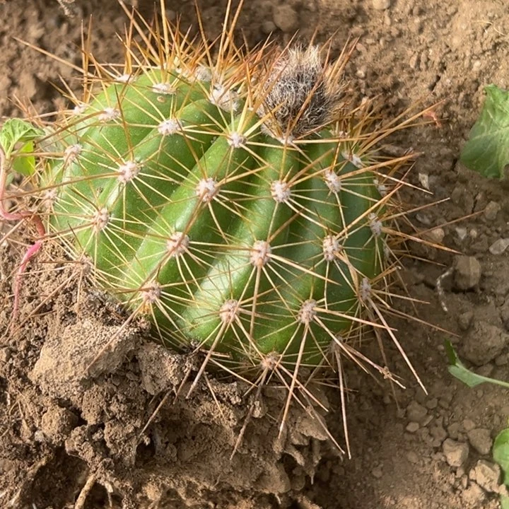 顺*清清公主根带花2