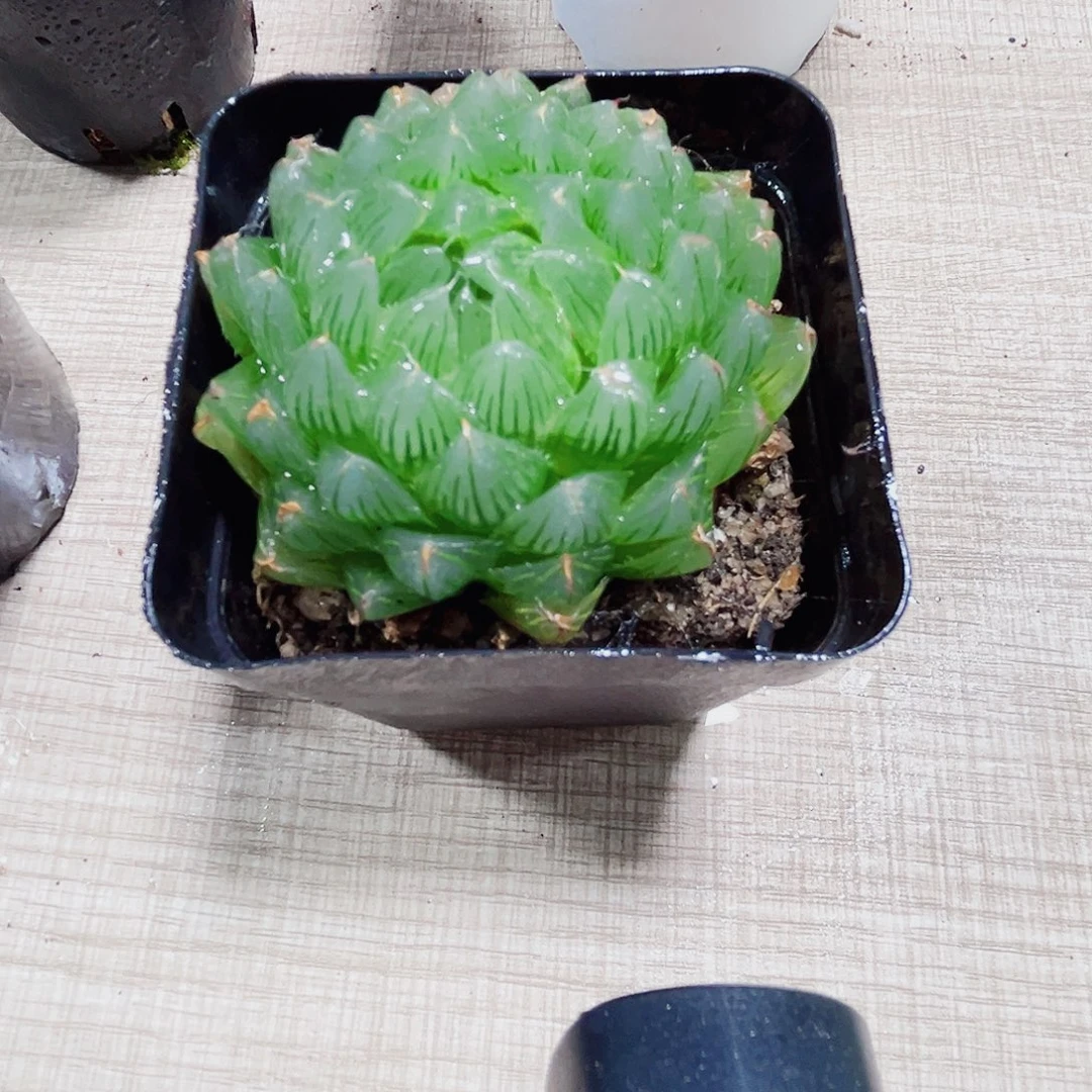 白盆种冰川多肉植物6666