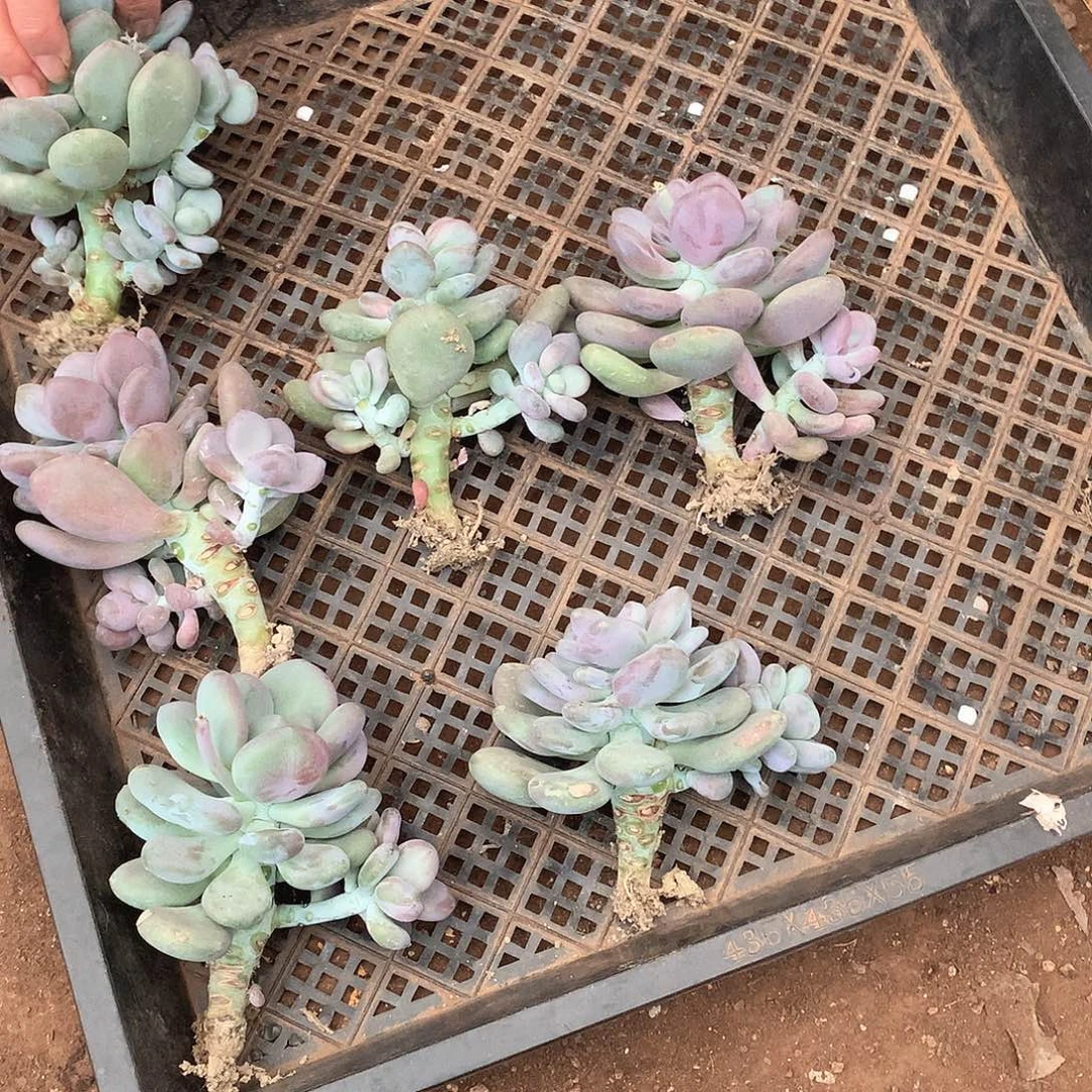 月美人9.9米 4颗    量拍多肉