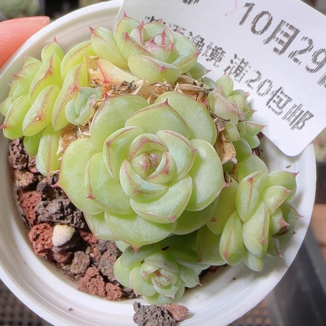 花语逸镜1029-65散