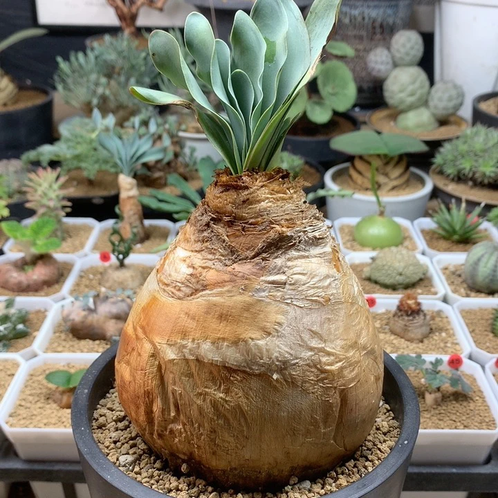 大巨凤之卵福利带盆