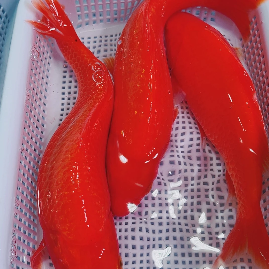 锦鲤锦鲤冷水鱼观赏