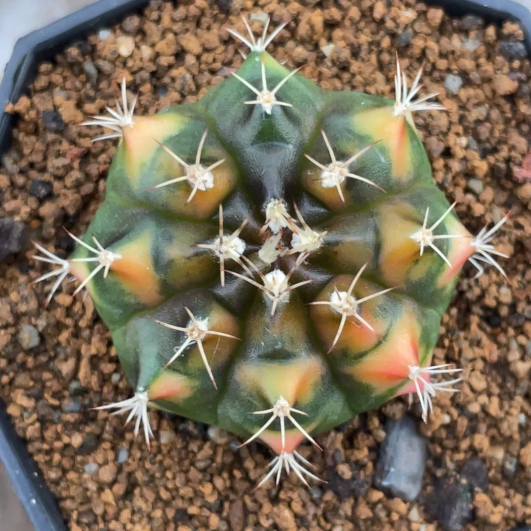 当前无花朵，栽培后可花朵黄金猫眼