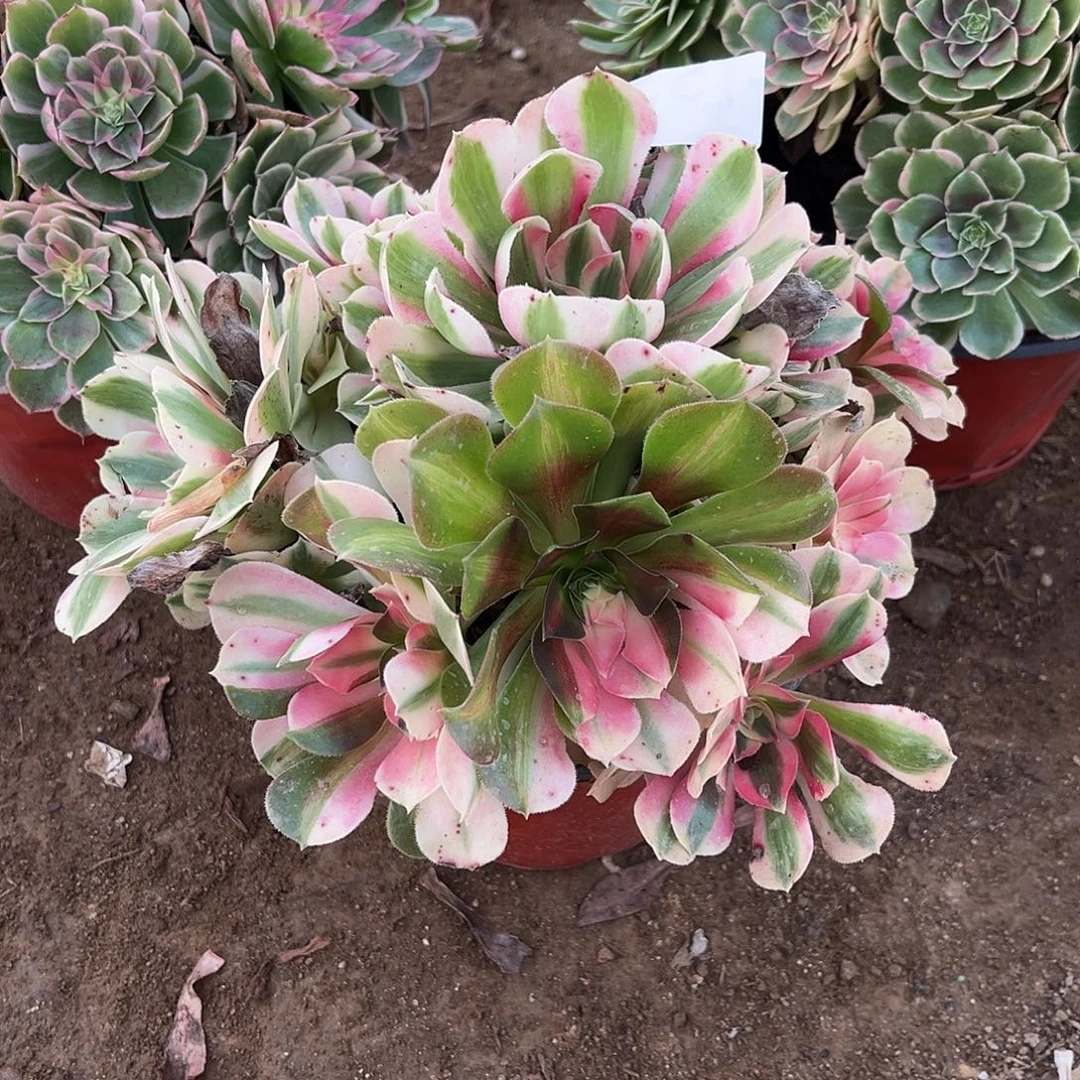 女巫多肉法师433号