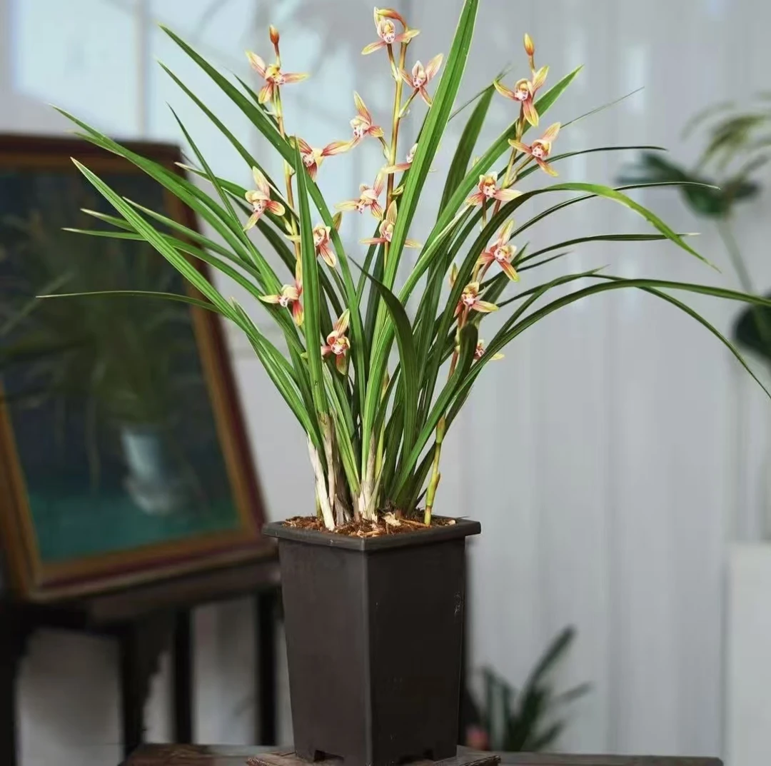 【红贵妃带3-5花剑】四季兰花浓香好养室内外高端精品绿植花卉盆栽