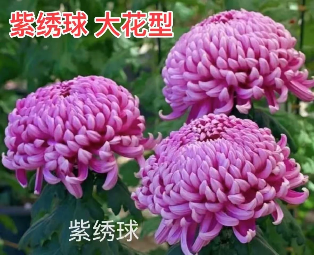 （紫绣球）原盆原土 带花苞货发货