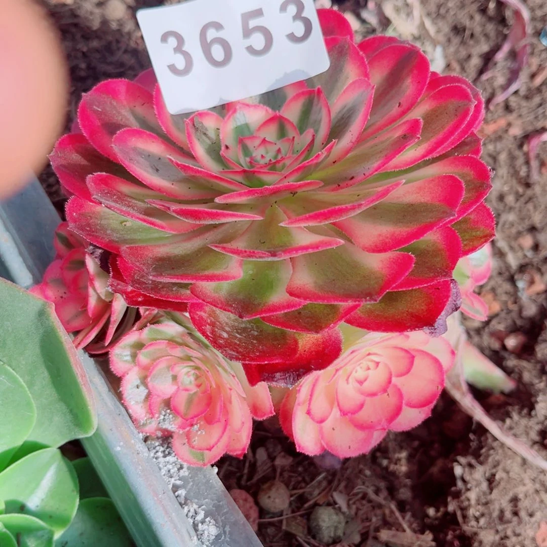 荔枝多肉发货发货