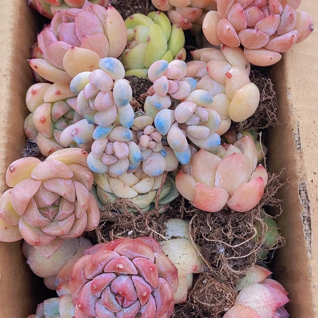 00000000001量拍保底20颗