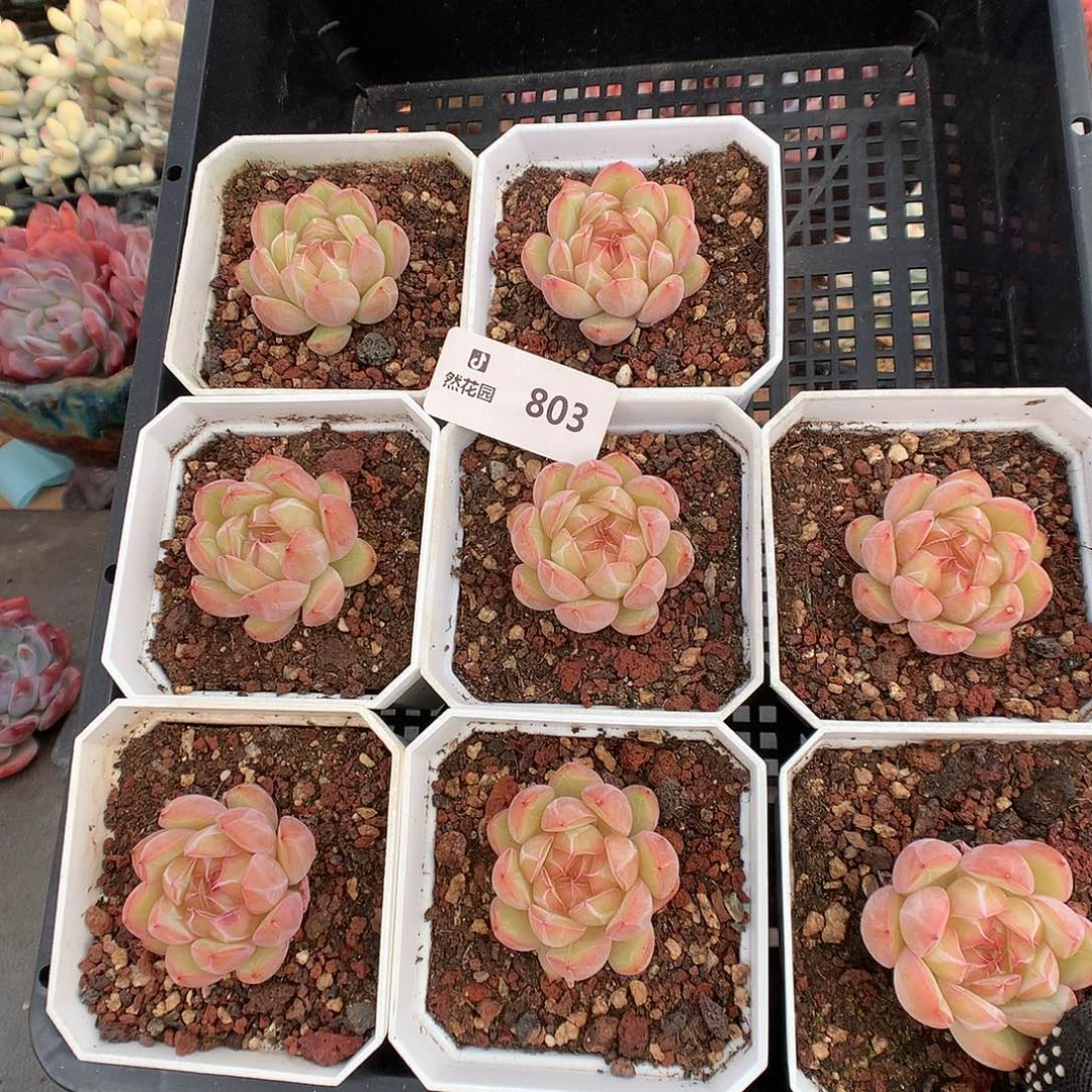 803雪花珍妮量拍多肉植物