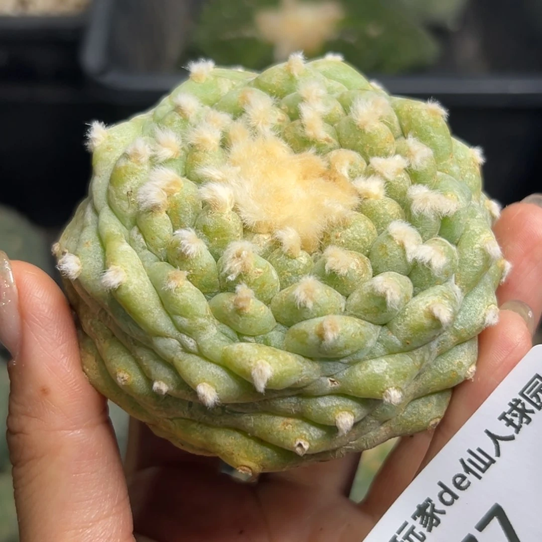 金***虹77 有根 仙人球的世界