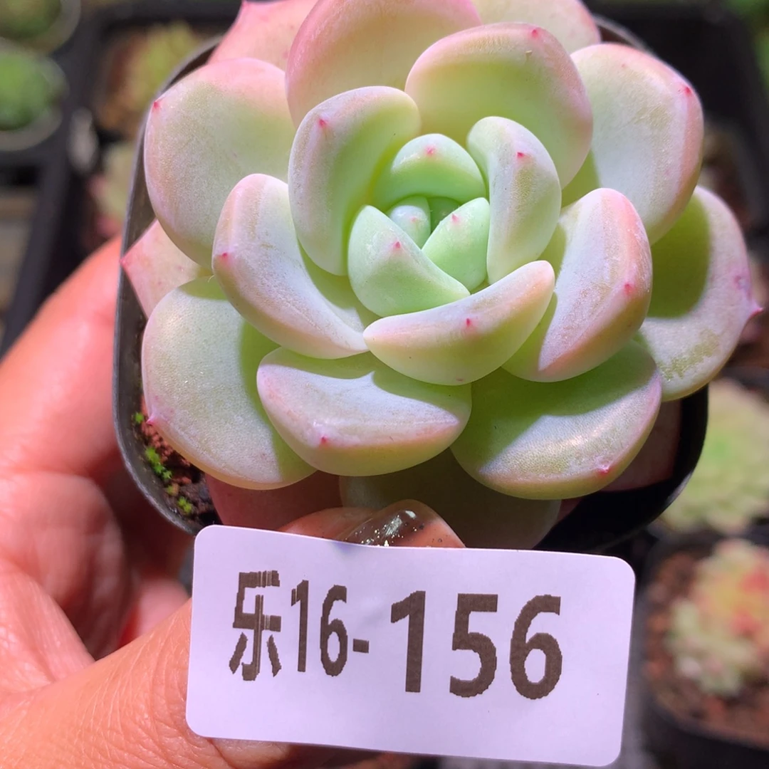 乐然16-156 单头新品