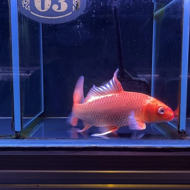 遇***见海水精品3号红蝴蝶鲤
