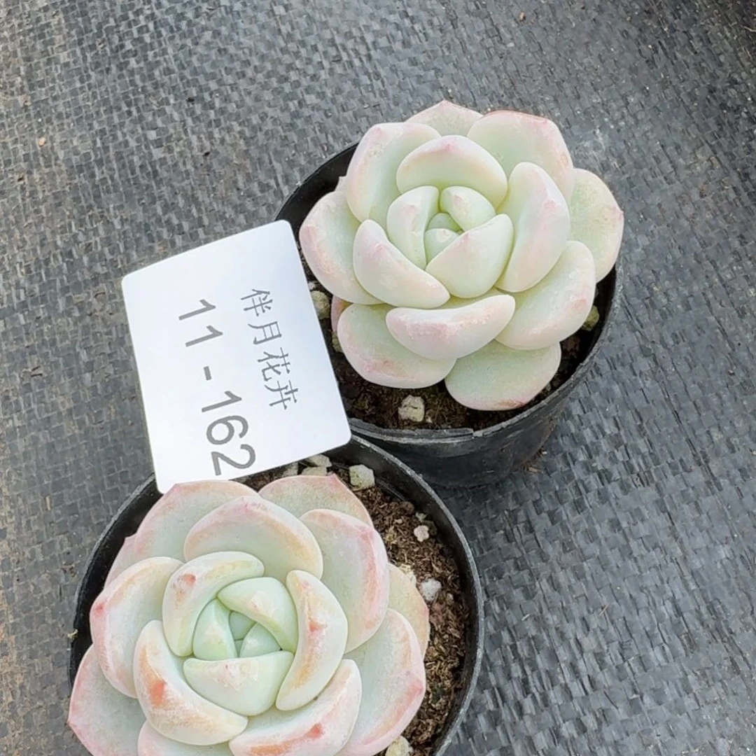 冰梦两颗量拍11-162