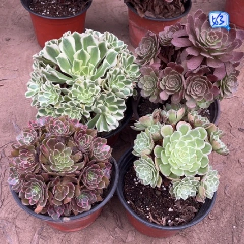 563多肉植物组合，