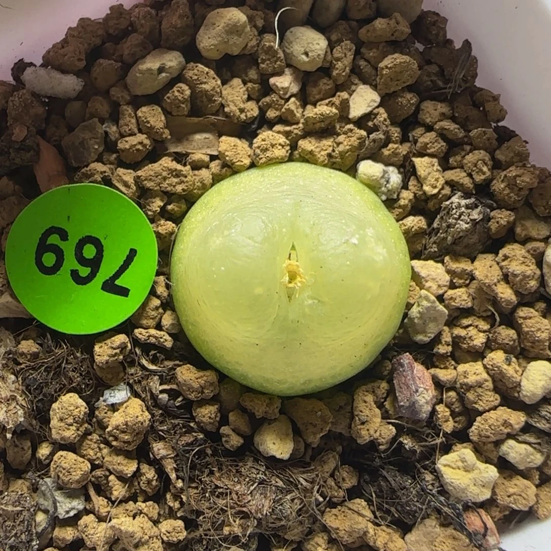 拉登1.5多肉植物769
