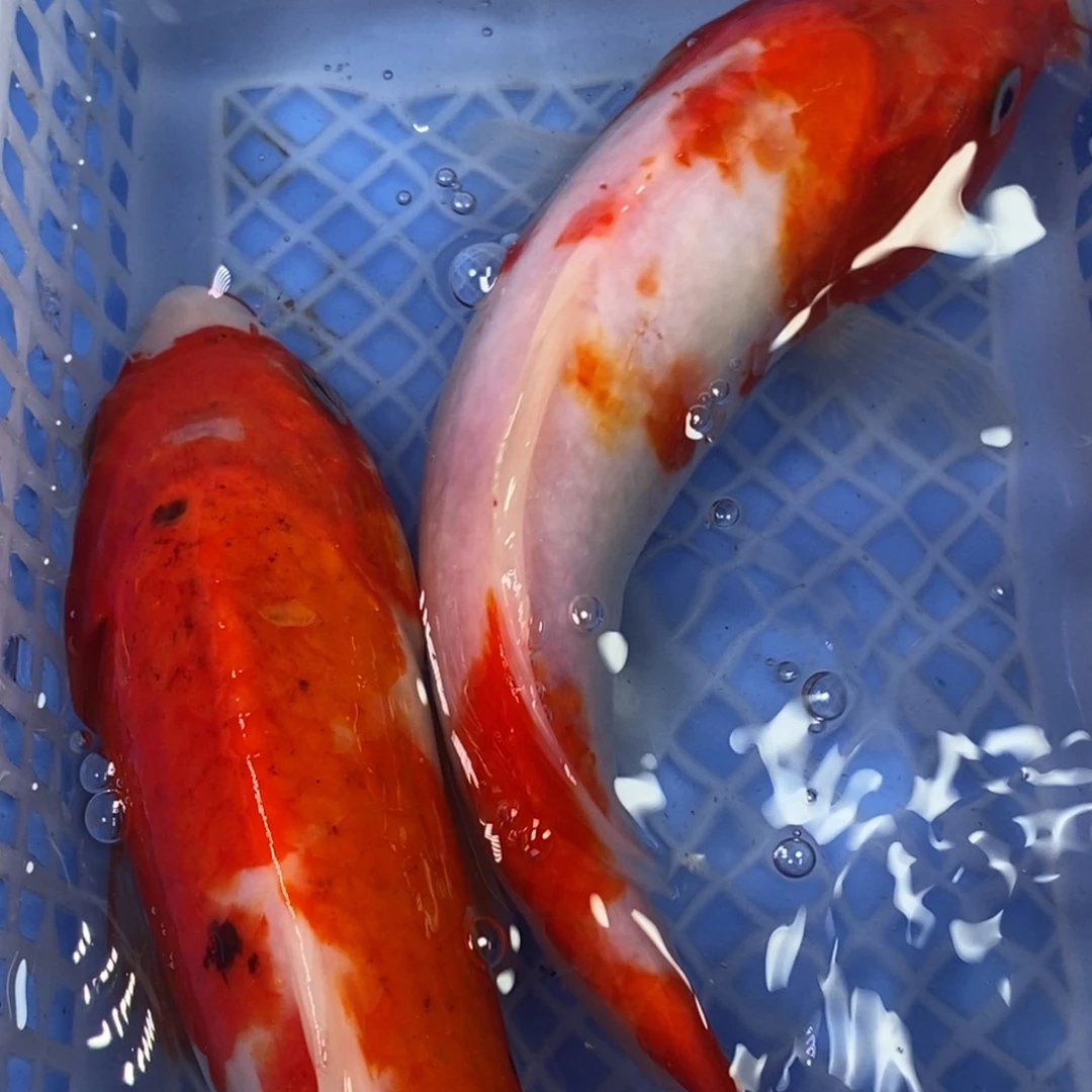 锦鲤冷水锦鲤包邮