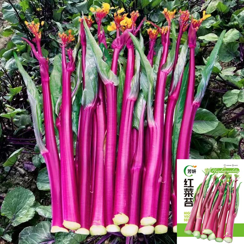 【红菜苔菜心籽种】四季种植蔬菜种子田园种植高产品种