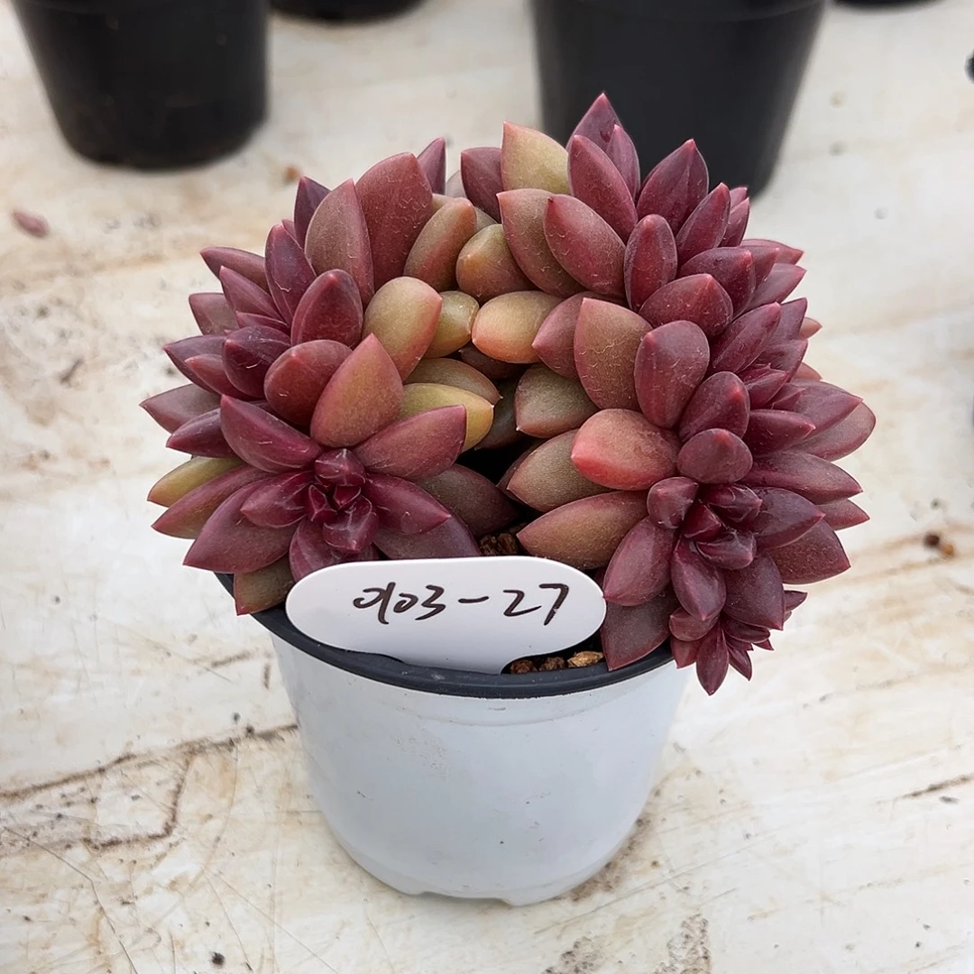 F***y0103-27迷雾泡泡朵朵