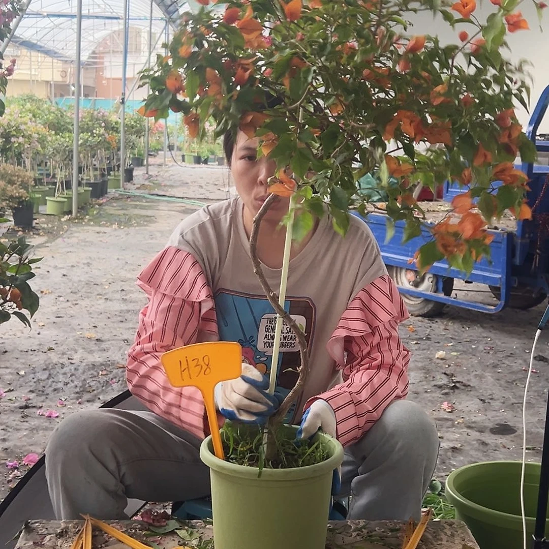 米***嘉大部分花苞少量开放H38橙桑巴
