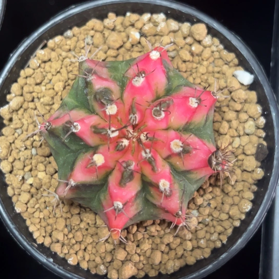 花蝴蝶侧芽自根带盆土发货23