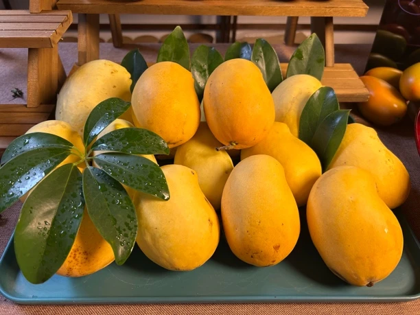 正宗缅甸圣德龙【定制款10斤以上拍】