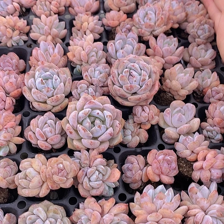 105 多肉植物盆栽植物
