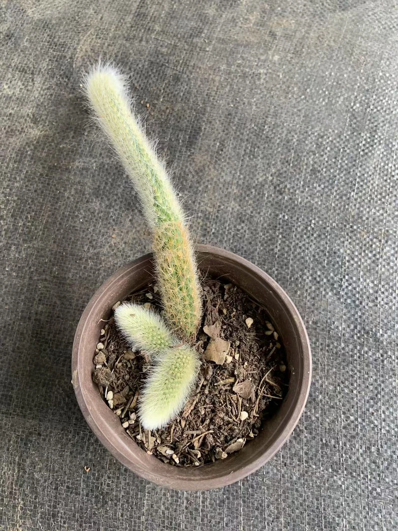长毛软毛开花九尾狐多肉植物高档室内盆栽仙人掌