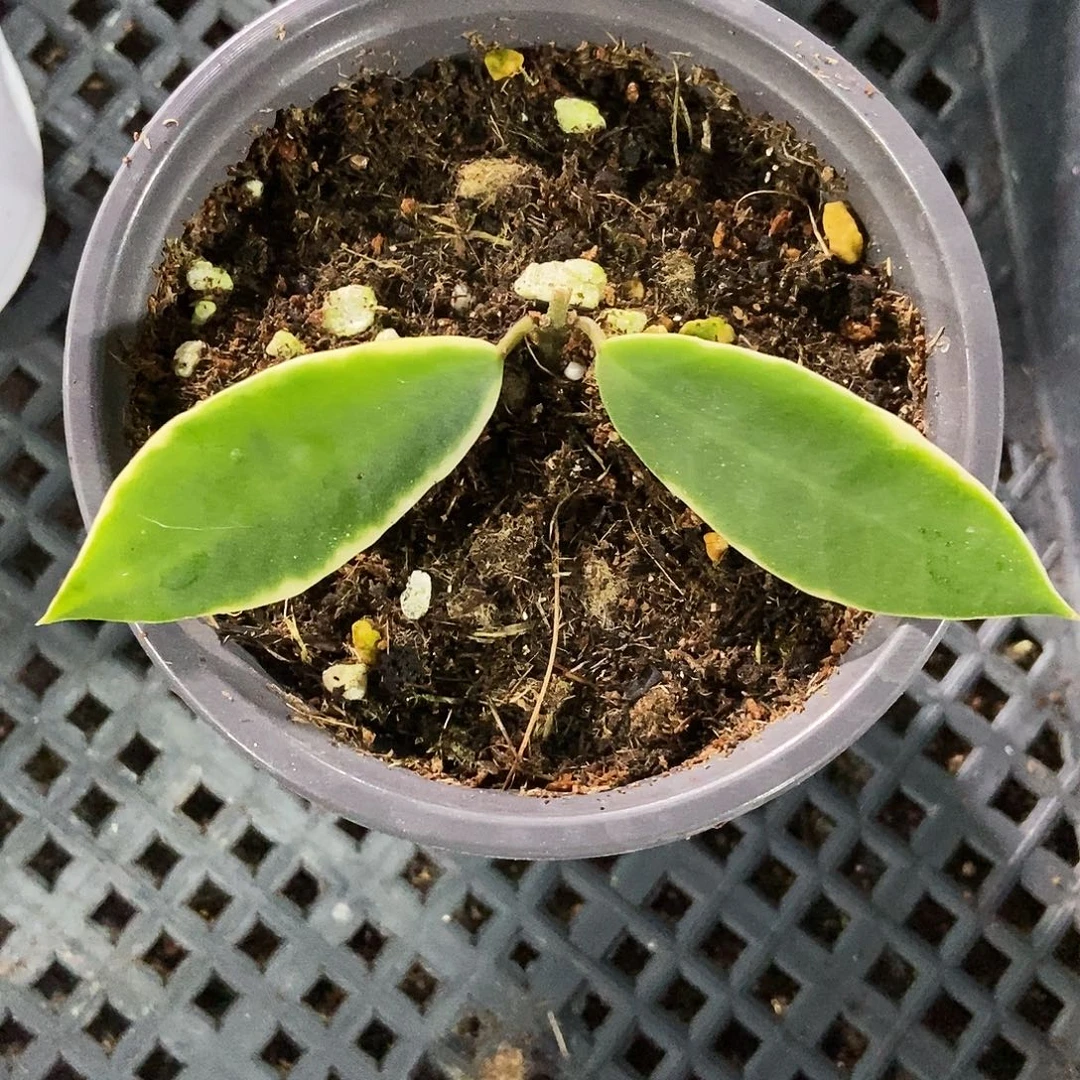 完全开放盐境外锦25