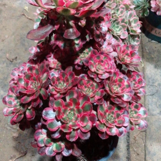 云***儿无花朵初恋法师多肉植物54号