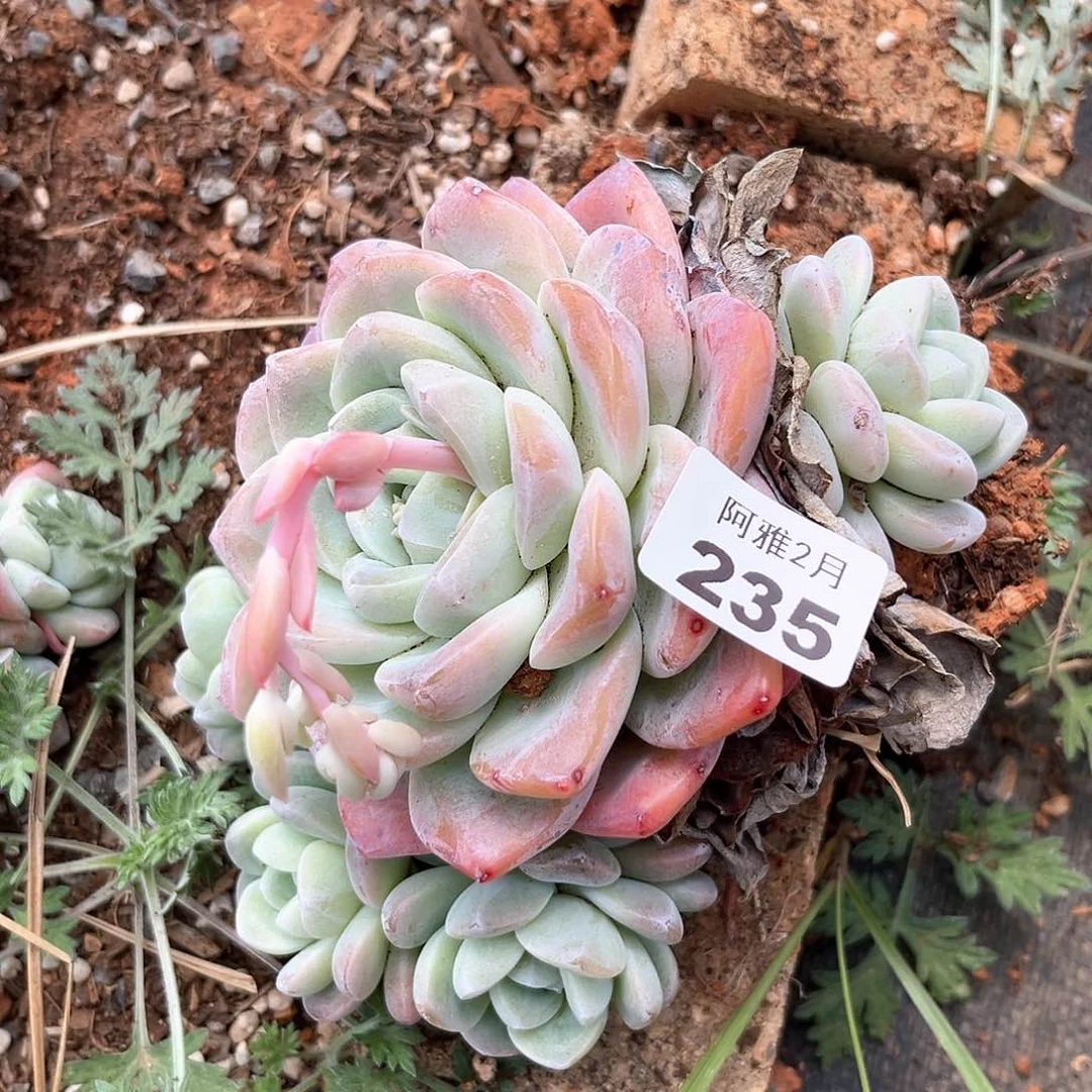 带桩发货。      不售后235