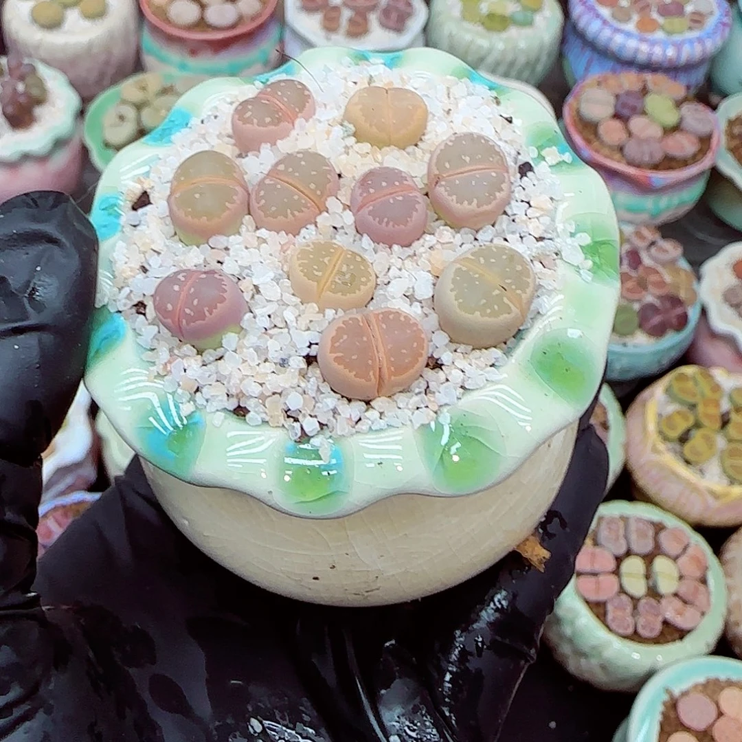 生石花满18包邮1231-33