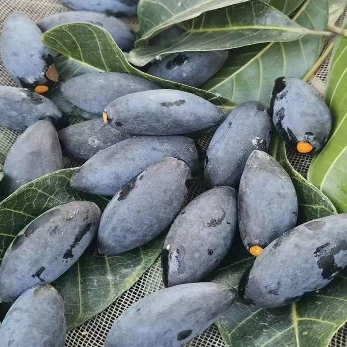 新鲜黑橄榄乌橄榄油榄黑榄果潮汕特产乌榄油香榄现摘现发两头尖尖