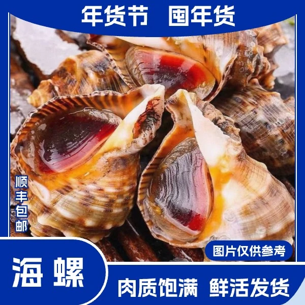 3斤东港海螺（3-4头/斤） 顺丰冷链 紫色粘液属正常现象