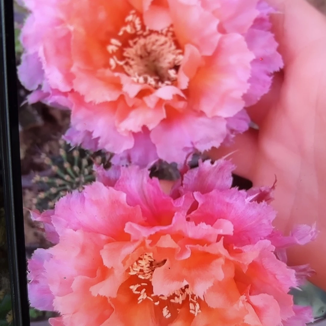 062彩侧牙20包邮2