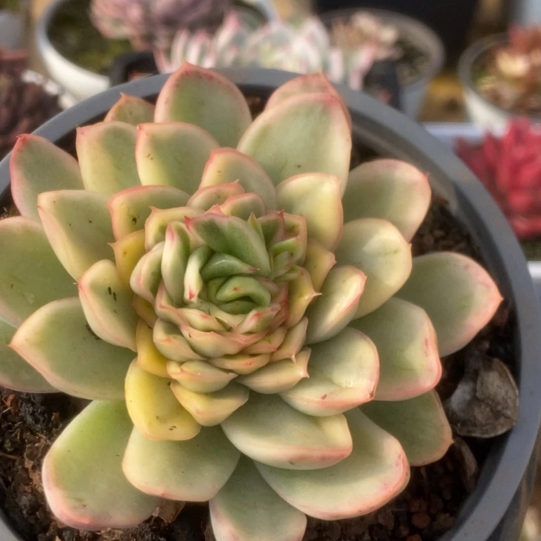 084东云杂锦锦锦锦锦