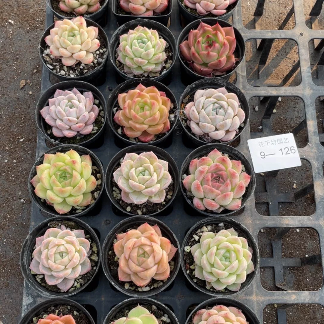 一物一拍18颗9-126