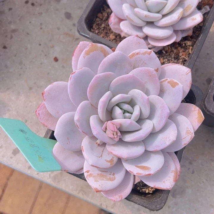 健健康康平平安安