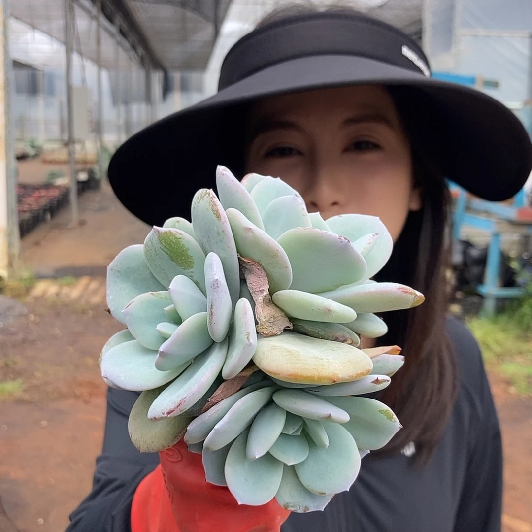 奶茶3头有砍小黑圆盆随机