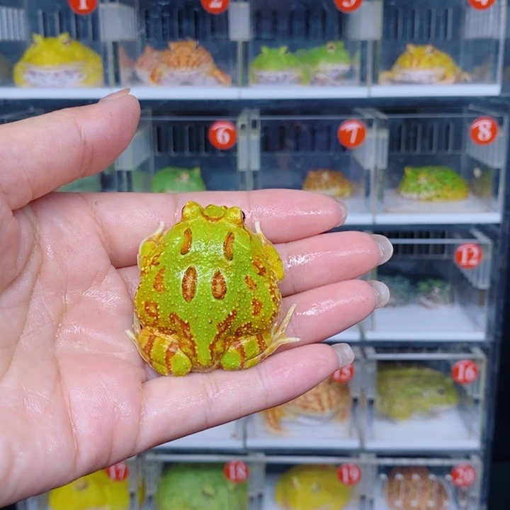 小****角蛙恭喜发财大吉大利