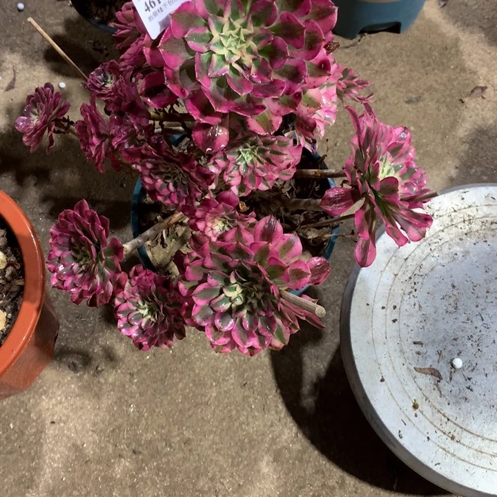 461红铜白多肉植物特价
