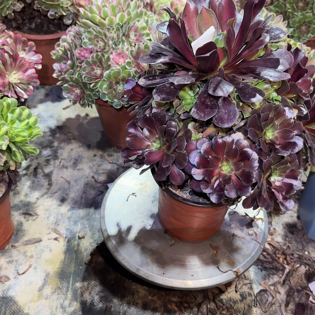 多肉植物花娜锦468