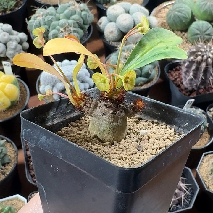 奇****象鼻大戟仙人球123