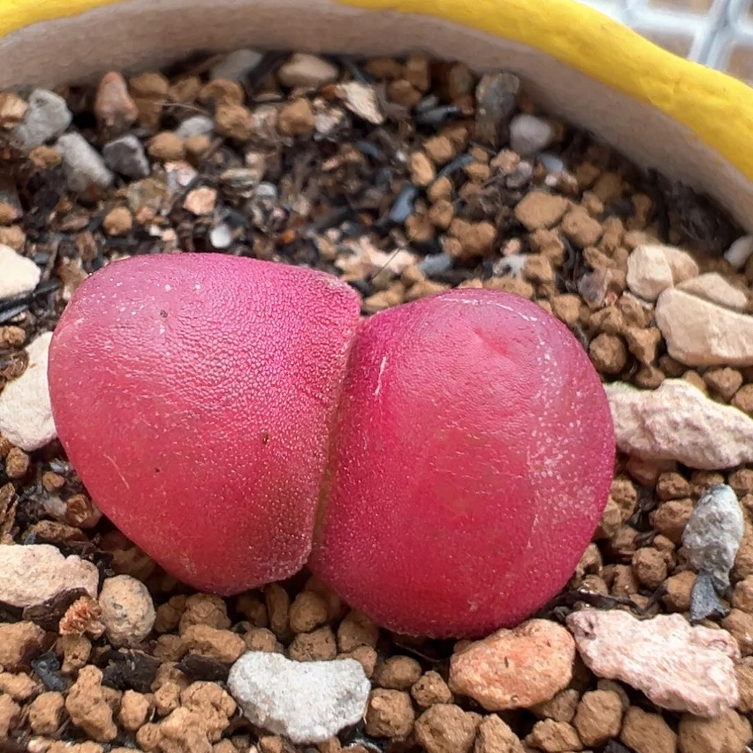 23多肉植物百科知识